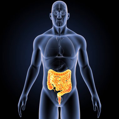 Bağırsak organları ön Manzaralı