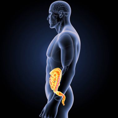 Bağırsak organları Oda