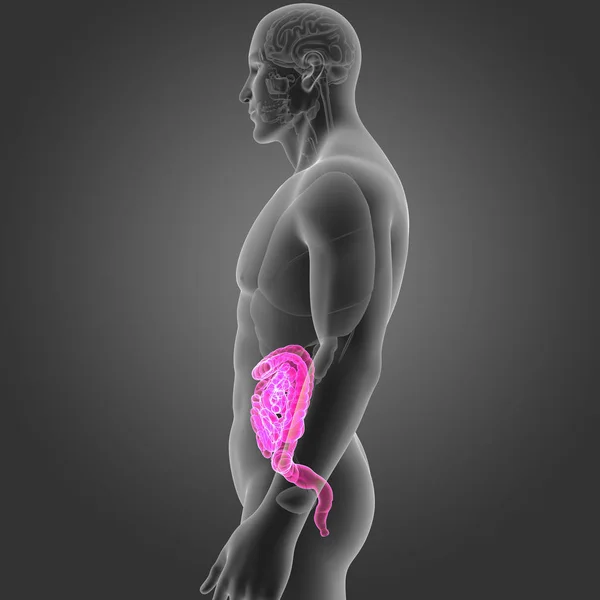 腸器官の側面図に — ストック写真