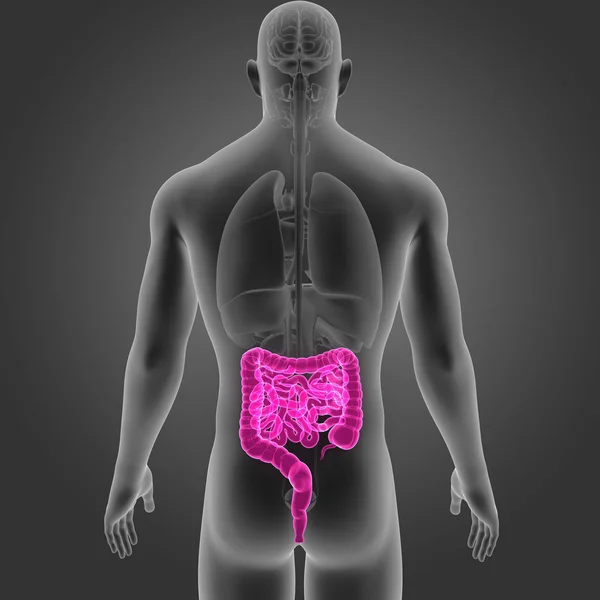 Intestino com vista posterior dos órgãos — Fotografia de Stock