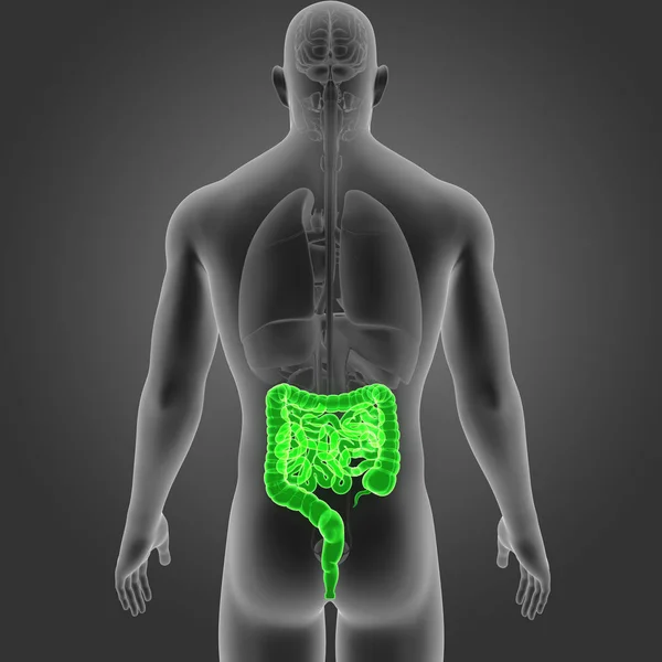 Intestino com vista posterior dos órgãos — Fotografia de Stock