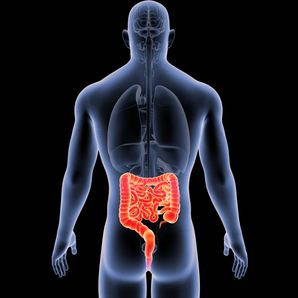 Intestino con órganos vista posterior — Foto de Stock