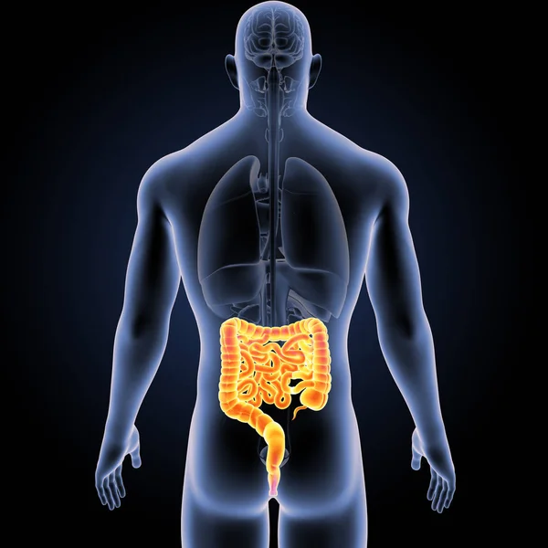 Intestino con órganos vista posterior — Foto de Stock