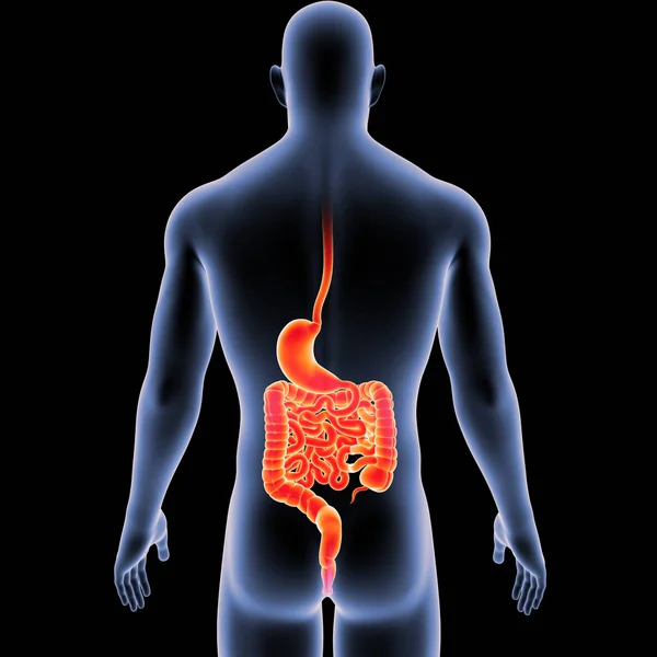 Magen und Darm mit Körper — Stockfoto