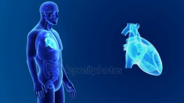 Kalp ve insan vücudu