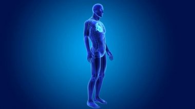 Kalp ile vücut ön görünümü