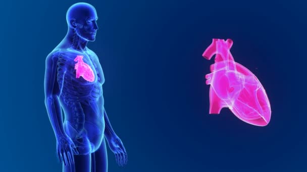 Srdce s těla přední pohled — Stock video