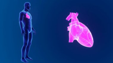 Kalp ile vücut ön görünümü