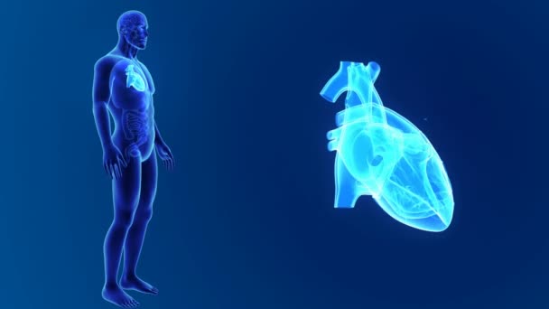 Kalp ile vücut ön görünümü — Stok video