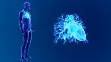 Kalp ile vücut ön görünümü