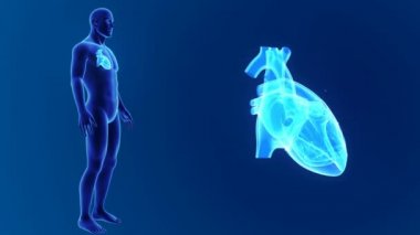 Kalp ile vücut ön görünümü