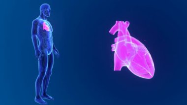 Kalp ile vücut ön görünümü