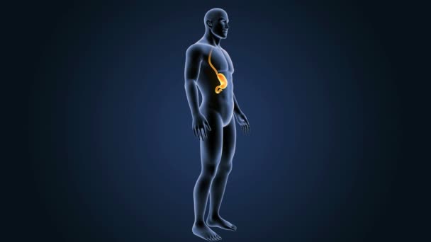 Žaludek se tělo zadní pohled — Stock video