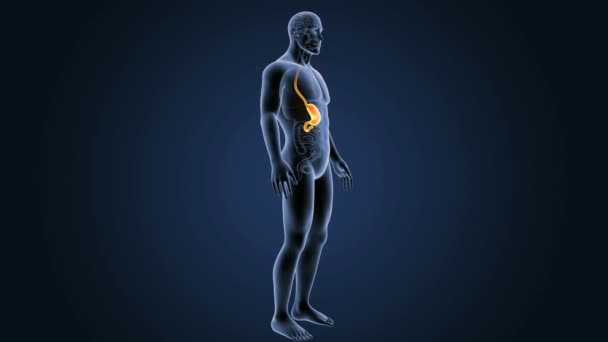 Estómago con vista posterior del cuerpo — Vídeo de stock
