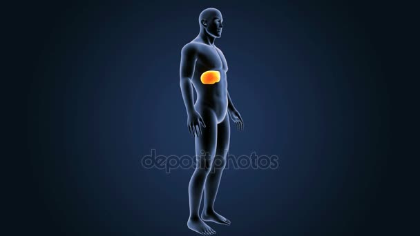 Male liver anatomy — Stok video