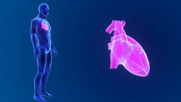 Srdce s těla přední pohled — Stock video