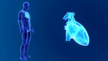 Kalp ile vücut ön görünümü