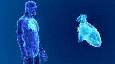 Kalp ile vücut ön görünümü