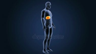 insan karaciğer anatomisi