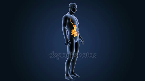 Stomach and small intestine — Stock Footage Stomach and small intestine Royalty Free Stock Video