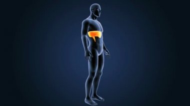 anatomi ile 3D diyafram