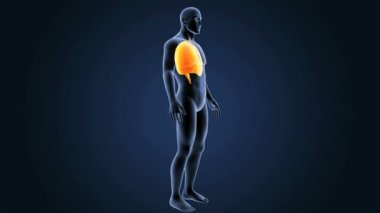 Kalp, akciğerler ve diyafram gövdeli 