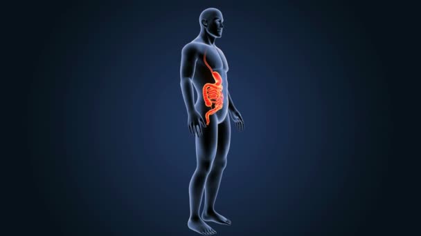 Stomach and small intestine — Stock Video