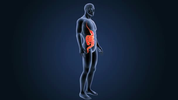 Stomach and small intestine — Stock Footage Stomach and small intestine Royalty Free Stock Footage