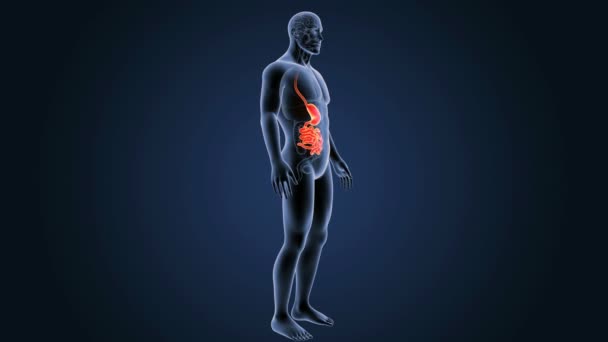 Stomach and small intestine — Stock Video