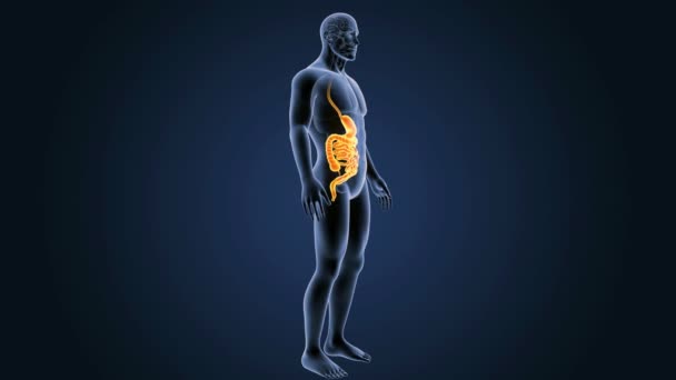 Stomach and small intestine — Stock Footage Stomach and small intestine Royalty Free Stock Footage