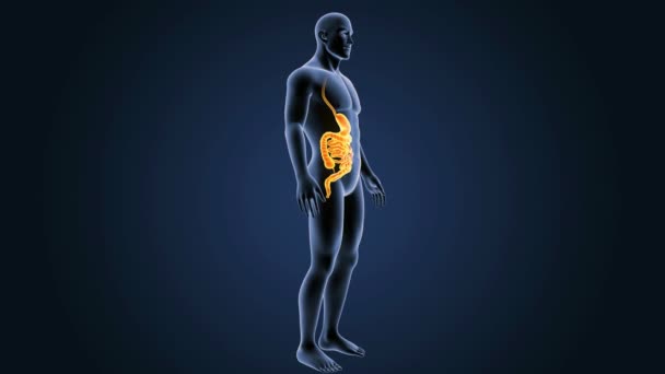 Stomach and small intestine — Stock Footage Stomach and small intestine Stock Footage