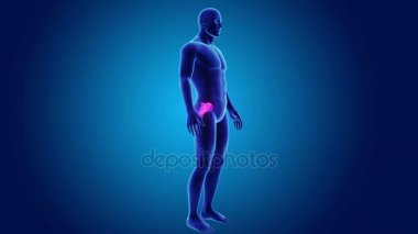 beden ile anatomik sakrum 