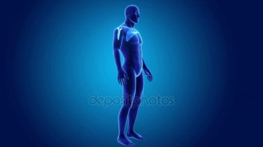 beden ile anatomik kürek kemiği 
