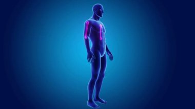 iskelet ile anatomik pazı kemiği  