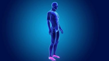 3D ayak bileği ve ayak ile vücut 