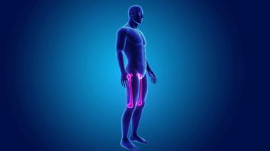 beden ile anatomik uyluk kemiği