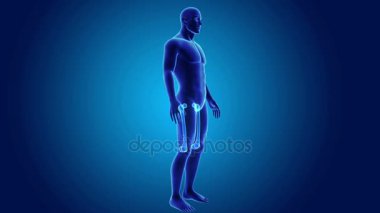 beden ile anatomik kürek kemiği 