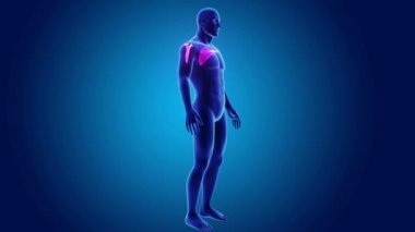 beden ile anatomik kürek kemiği 
