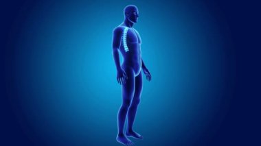 Beden ile torasik vertebra