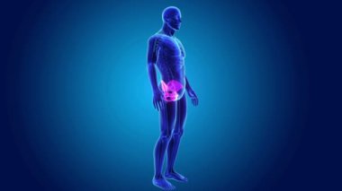 Pelvis iskelet gövdeli