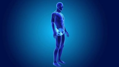 Pelvis iskelet gövdeli