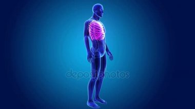 İskelet vücutla ribcage 