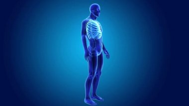 İskelet vücutla ribcage 