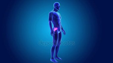 Sakrum iskelet gövdeli 