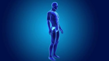 Sakrum iskelet gövdeli 