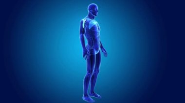 Kürek kemiği iskelet gövdeli 