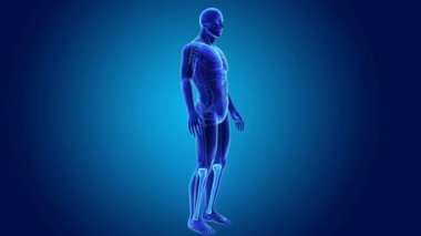 Tibia ve fibula kemiği iskelet gövdeli  