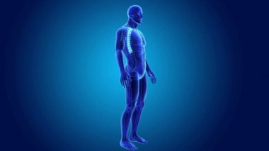 İskelet beden ile torasik vertebra