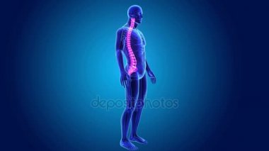 Vertebral sütunun iskelet gövdeli 