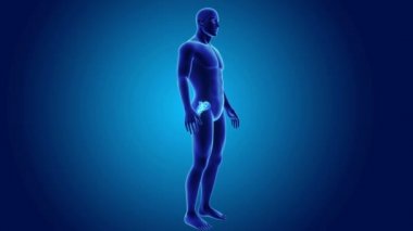 beden ile anatomik sakrum